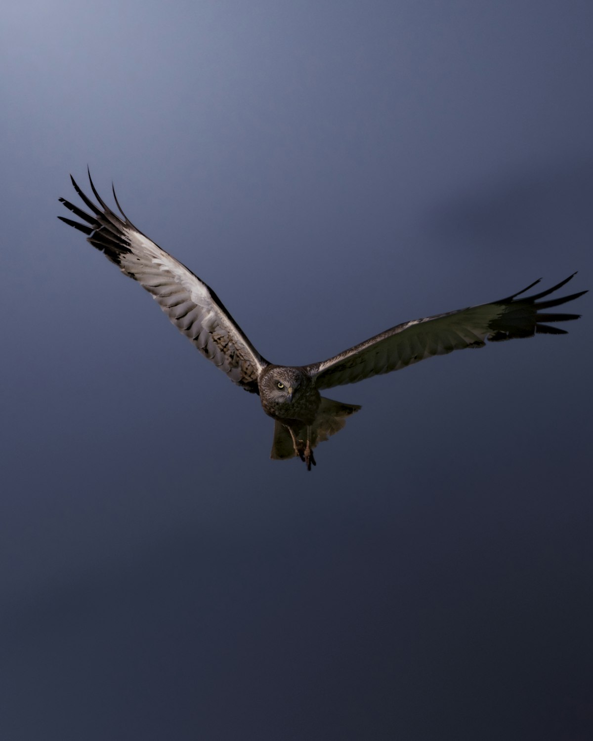Overnight bird boarding in Ajax