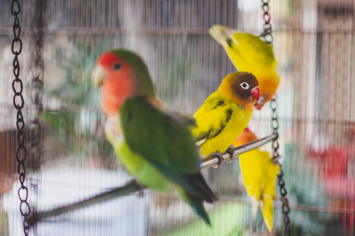 The Best Indoor Enrichment Ideas for Pet Birds