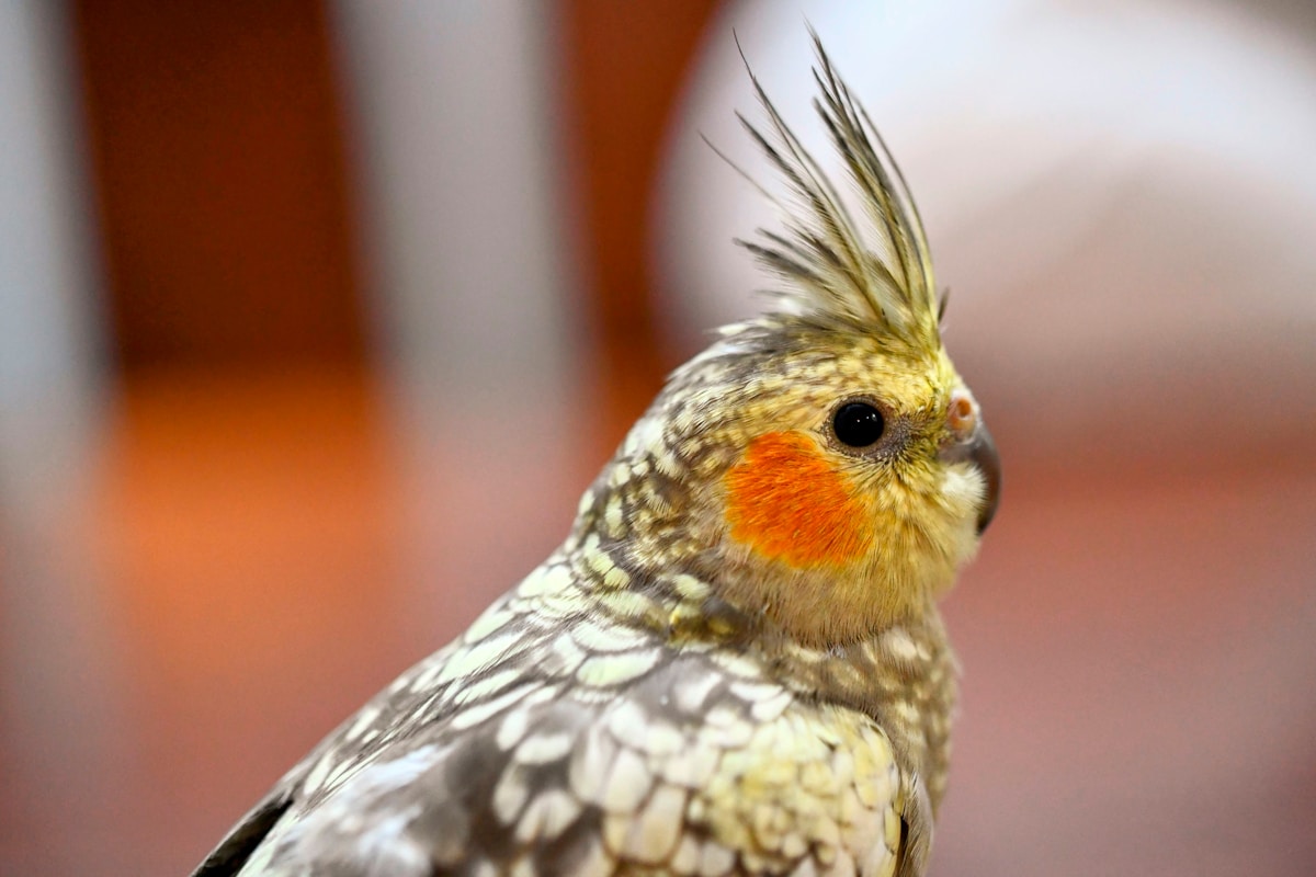 Preparing Your Bird for a Boarding Stay: A Complete Guide